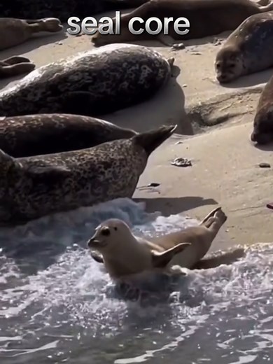 Discover Cute Seal Moments: Adorable Baby Seals