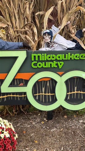 225 reactions · 17 shares | Join us for Boo at the Zoo this weekend, Oct. 24-26! Enjoy not-so-scary family-friendly fun including: Trick-or-Treat Trail, Haystack Maze, pumpkin carving demos, and animals! Limited tickets available online! Link in bio for details. Special thanks to Prairie Farms Dairy! | Milwaukee County Zoo | Facebook