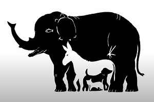 You have 20/20 vision & a high IQ if you spot all 13 animals in 17 seconds