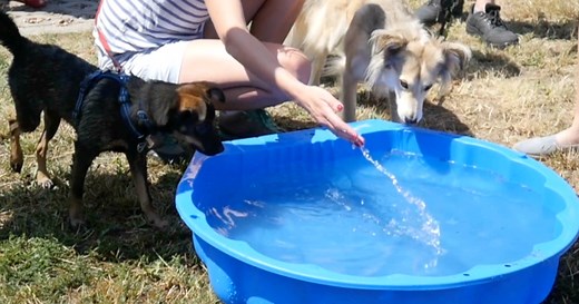 What exactly are the 'dog days' of summer and where did the term originate?