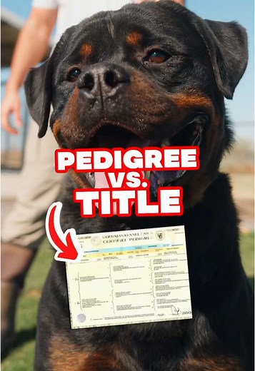 Understanding Dog Pedigree: Bloodlines vs Titles