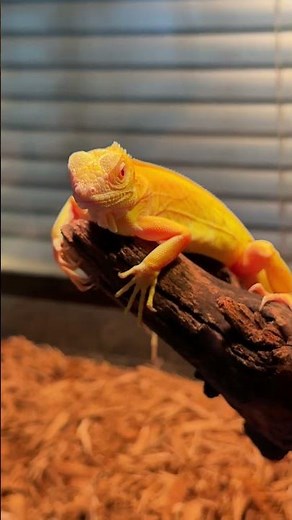 Golden scales that shine like sunlight