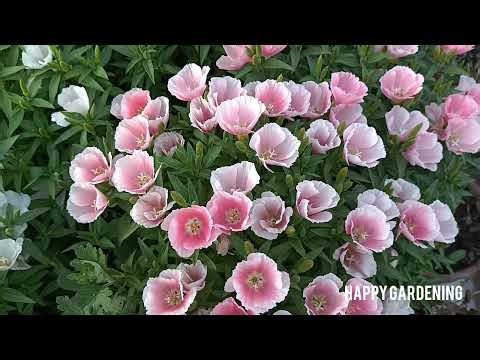 How to Grow n Care for Godetia ‪@Happy.Gardening‬ #flowers #godetia #garden #growing