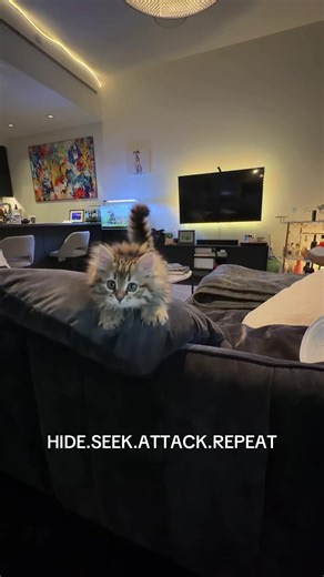Playful Siberian Cats: A Hide and Seek Adventure
