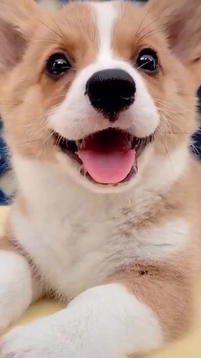 #hshq #dije63 #dybala