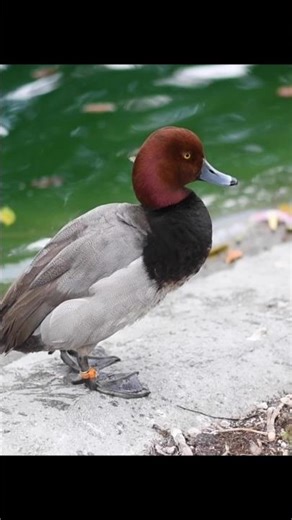 Peaceful Ducks by the Lake | Relaxing Nature Video #shorts