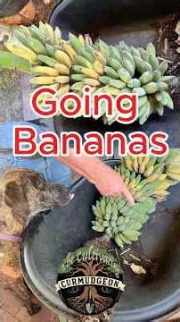 The Banana "Deflowering" Results: Science or Old Wives' Tale? 🍌🌸