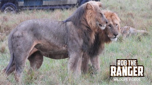 Lions brave roaring thunderstorm in dramatic Mara scene