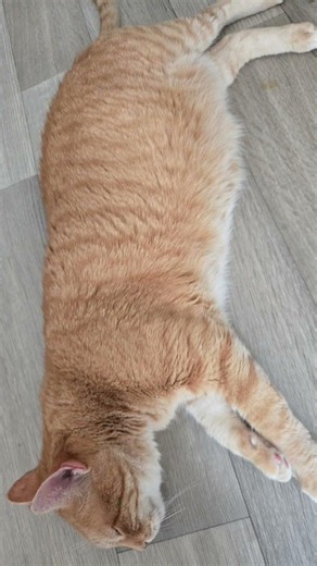 猫ちゃんの可愛い写真集