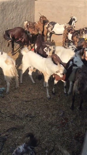 لقاء الماعز - وضعية جميلةgoat meeting with goat female