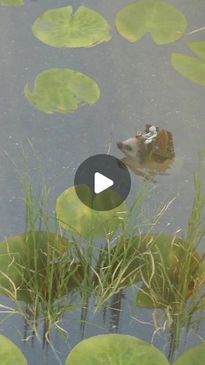 MadMorph on Instagram: "Follow for more. Riding a hedgehog in an early preview of this new indie game based on Nordic fables and fairy tales and folklore Bramble The Mountain King is out in 2023 but you can see it early on the channel"