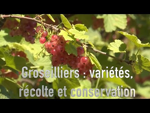 How to grow a gooseberry bush