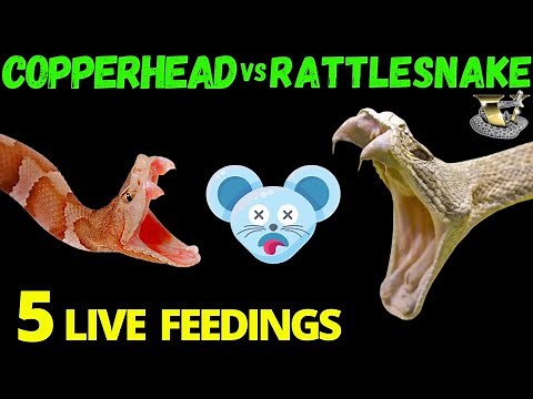 Copperhead vs Rattlesnake: The Ultimate Venom Showdown