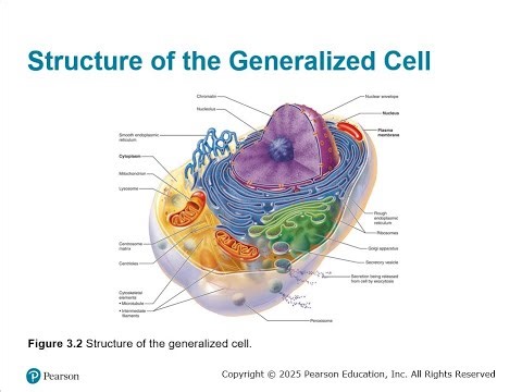 Chapter 03 Cells The Living Units Part 02