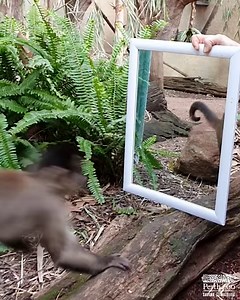 2.8M views · 1.5K shares | Mirror, mirror on the wall who's the cutest of them all? | Perth Zoo | Facebook