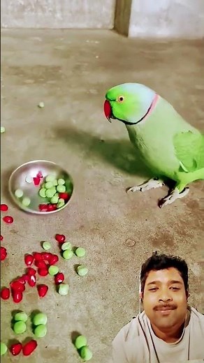 The Hilarious Antics of Angry Parrots#Funny #TalkingParrot