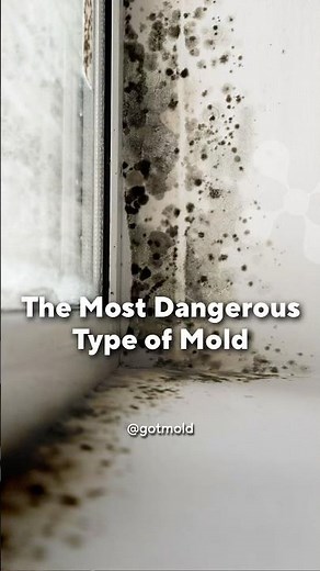 The Hidden Mold Problem Inside Your Walls