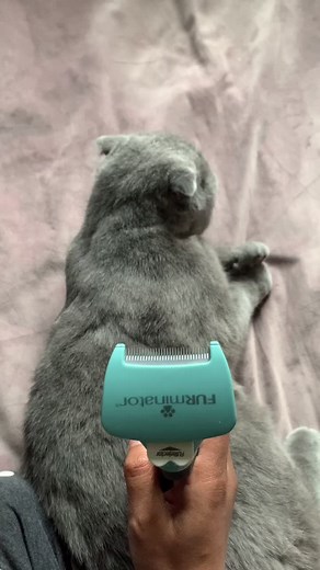 Meet Māui: A Scottish Fold Cat with Furminator Video Compilation