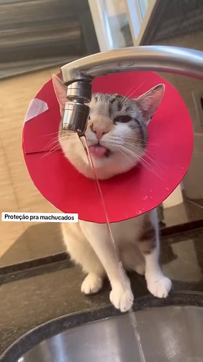 Cómo hacer un cono para gatos: Guía DIY