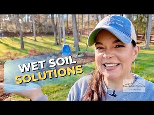 Best Shrubs for Wet Soil (Plus a Sneak Peek at My 2026 Garden Plans!)
