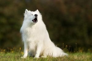 Expert Tips to Help Curb Excessive Dog Barking