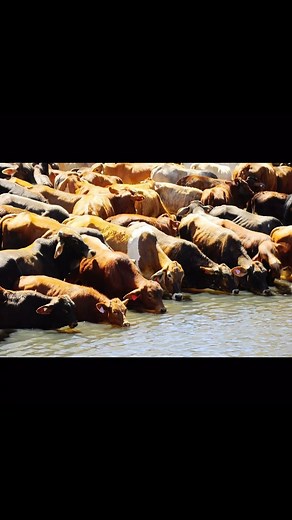 3.3K views · 26 reactions | Tales of the outback 鸞 #ringerswestern www.ringerswestern.com | Ringers Western | Facebook