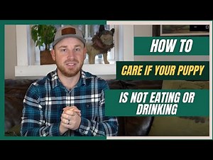 How To Care for Your Puppy If It's Not Eating or Drinking: Loss Appetite in Dogs