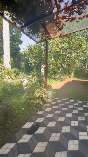 My Golden Retrievers playing happily in my garden 🐾🌿