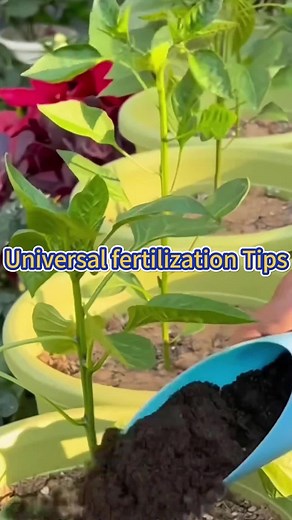 Essential Fertilization Techniques for Your Vegetable Garden