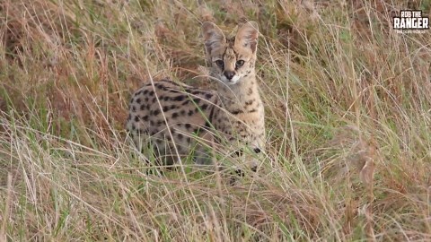 Serval Hunts in Maasai Mara Safari