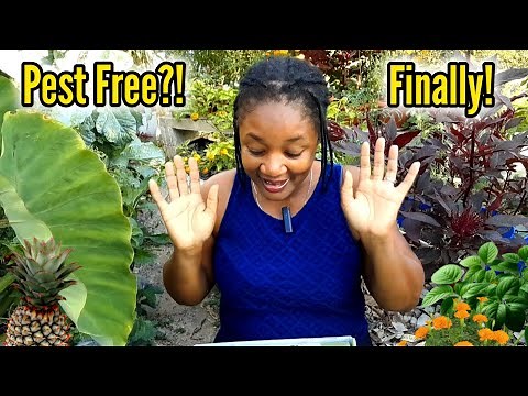 How To CONTROL PEST In Your Vegetables Garden! EASY ORGANIC Homemade PESTICIDE