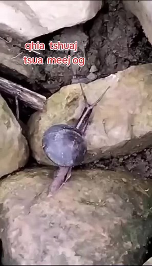 Tài khoản được đề xuất