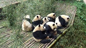 53K views · 1.8K reactions | It’s apple time! Get ready and Go! Take a close look at who gets the apple. #HiPanda #ChengduPandaBase Sweet memories of panda baby and mom, please check out: https://t.hk.uy/bBwP | iPanda | Facebook