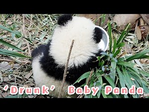 Panda Gets ‘Drunk’ After Having Too Much Milk | iPanda