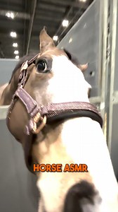 SOUND ON! 🔈🔈🔈🔈 #equestrian #horseriding #horse #asmr #asmrsounds #asmrvideo #asmrcommunity | Talk Horse