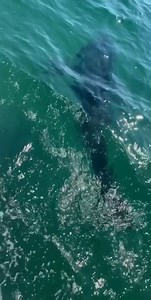 24K views · 726 reactions | As the fall season approaches, we would like to remind everyone that white sharks are still off of the Cape Cod coastline. Based on tagging data, peak white shark activity is in August, September, and October. Remember to be shark smart. This video was taken today on our ecotourism boat with BlueWater Entertainment. You can learn more here: https://www.atlanticwhiteshark.org/white-shark-expeditions | Atlantic White Shark Conservancy | Facebook