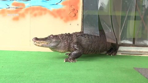 Meet the man who swims with his family’s pet alligator