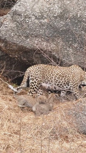 🐆💛 Leopard’s Baby Playing – Little Paws, Big Joy in the Wild 🌿✨