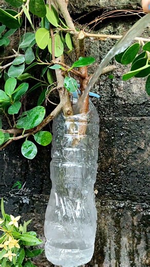 try cultivating using a simple method using water media ‼️#asmr #bonsai #bonsaitree #tanamahias