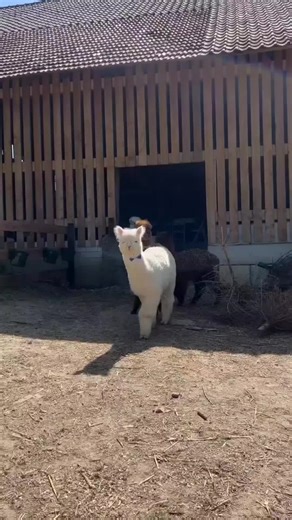Gentle Animal Rescue Video Featuring Cute Llama Animal - Funny Farm Compilation
