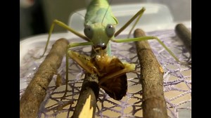 rf的大牙看上去很带感