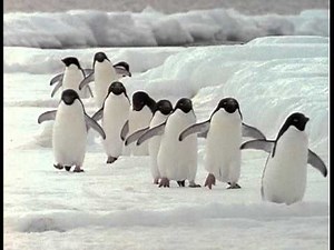 Snow Jam - Animal Jam - The Jim Henson Company