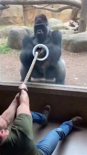 Gorilla's Counterattack Was Genius 🦍💯 #wildlife #gorillavshuman