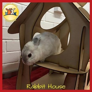 23 reactions · 12 comments | NEW products from The Rabbit Shop : We LOVE our Rabbit House & so does Traga - See reception for availability $110 Made of MDF. Can be stained using your choice milk paint colour. POA. We have a limited run of Marigold Oaten Hay 2kg for $25 Due to popular demand we have Oaten chaff in large & small bags for those bunnies not to have lucerne. www.rabbitshopandmedicalclinic.com | Rabbit & Guinea Pig Shop & Day Spa | Facebook