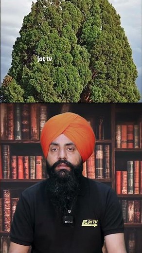 Ancient Giants: Exploring the World's Oldest Trees 🌳👴#OldestTrees #AncientTrees #NatureWonders