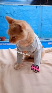 El gatolín quiere un libro 🤣 #StarsEverywhere #romancebooks #chicken #fblifestyle | niki