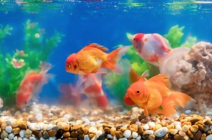 Fish Feeding in the Aquarium: the Right Way!