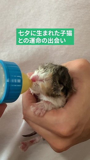 TikTokでアニマルフォレストさんをチェック！