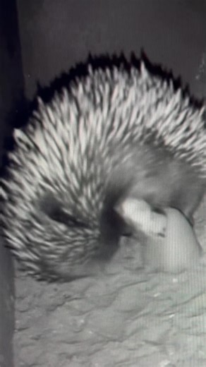 PUGGLE CAM ALERT 🎥⚠️ Just seen on Puggle Cam - first time mum Cooie's 6 week old Short-beaked Echidna Puggle 😍 Echidna Puggles grow their own spines between 2 and 2.5 months old, then they're too prickly to get back inside mum's pouch! Cooie is getting the Puggle Box ready for her little one to leave the pouch full time! She will build the burrow up to protect her Puggle, and revisit regularly to make sure her baby is eating and growing 💚 Leave some love in the comments for first time mum Coo