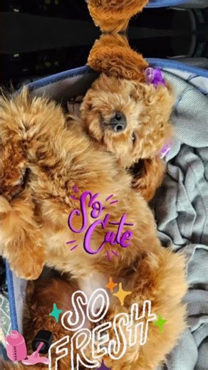 Co-Co Chanel 🐾 #dogs Fresh Groom: Co-Co's feeling Fresh & Clean #dog #pets #puppy